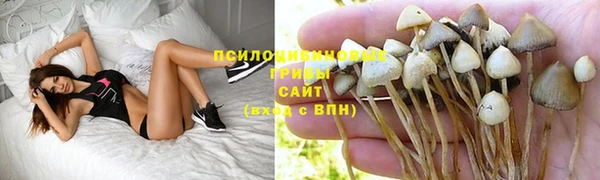 стафф Алексин